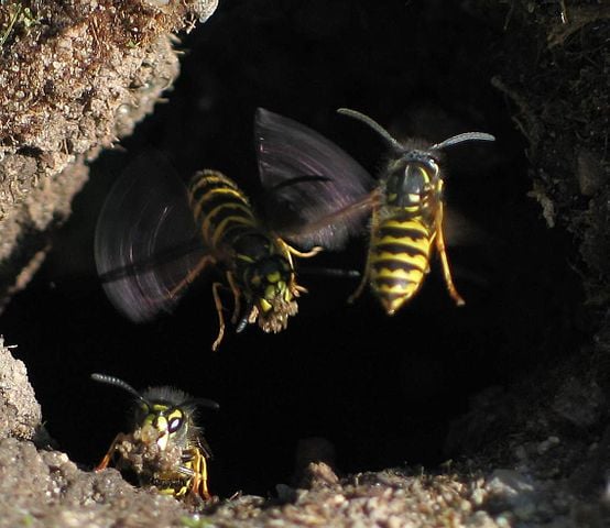 Vepser - Vespula_vulgaris